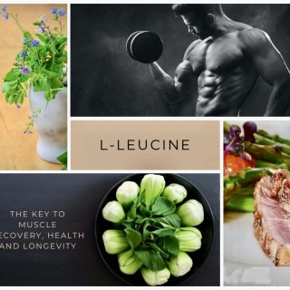 L-Leucine; the best key to muscle recovery, health & longevity in 2023