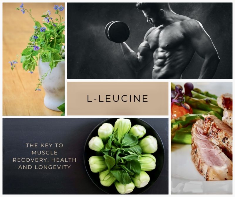 L-Leucine; the best key to muscle recovery, health & longevity in 2023